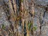 Eragrostis secundiflora