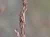 Eragrostis secundiflora