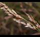 Eragrostis secundiflora