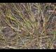 Eragrostis secundiflora