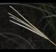 Eustachys glauca
