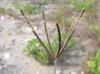 Eustachys glauca