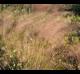 Muhlenbergia sericea