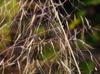 Muhlenbergia sericea