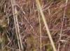Muhlenbergia sericea