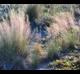 Muhlenbergia sericea