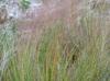 Muhlenbergia sericea