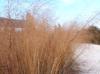 Muhlenbergia sericea