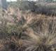 Muhlenbergia sericea