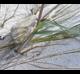 Panicum amarum