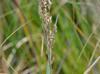 Panicum amarum