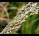 Panicum amarum
