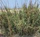 Panicum amarum