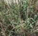 Panicum amarum