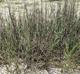Panicum amarum