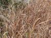 Panicum virgatum