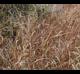 Panicum virgatum