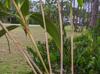 Pseudosasa japonica