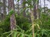 Pseudosasa japonica