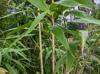 Pseudosasa japonica