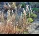 Schizachyrium maritimum