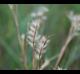 Schizachyrium maritimum