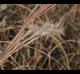 Schizachyrium maritimum