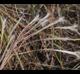 Schizachyrium maritimum