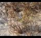 Schizachyrium maritimum