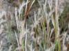 Schizachyrium maritimum
