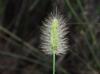 Setaria parviflora