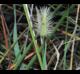 Setaria parviflora