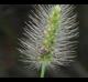 Setaria parviflora