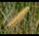 Setaria parviflora