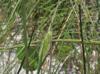 Setaria parviflora