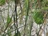 Setaria parviflora