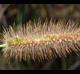 Setaria parviflora