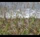Spartina alterniflora