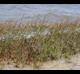 Spartina alterniflora