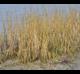Spartina alterniflora