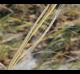 Spartina alterniflora