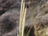 Spartina alterniflora