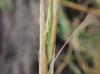 Spartina alterniflora