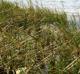 Spartina alterniflora