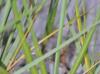 Spartina alterniflora