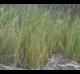 Spartina patens