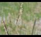 Spartina patens