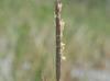 Spartina patens