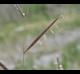 Spartina patens