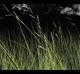 Spartina patens